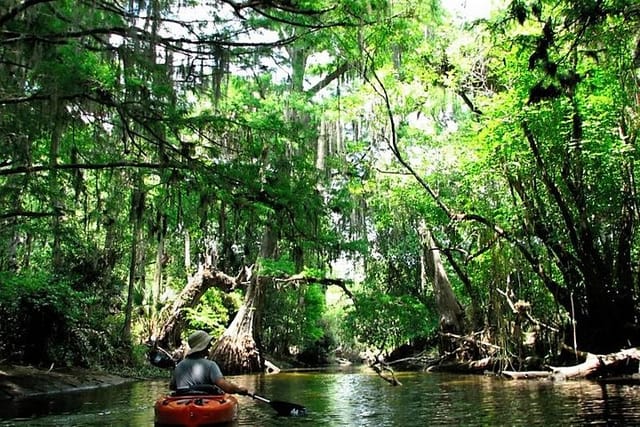 Wild & Scenic Loxahatchee River Guided Tour - Photo 1 of 9